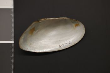 Media type: image;   Malacology 247226 Description: Preserved specimen.;
